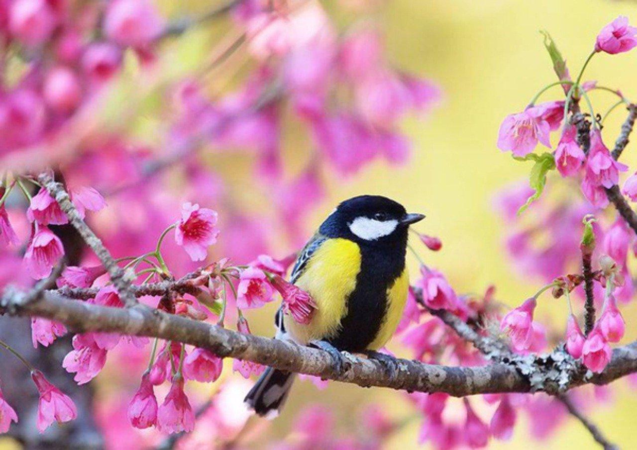 Судьба любовь весна птицы» — создано в Шедевруме
