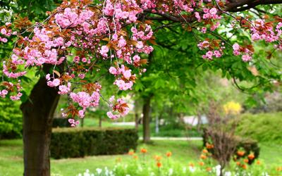 Обои Цветы Сакура, вишня, обои для рабочего стола, фотографии цветы,  сакура, вишня, розовые, природа, pink, flowers, nature, весна, photo, парк,  park Обои для рабочего стола, скачать обои картинки заставки на рабочий  стол.