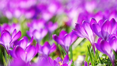 Скачать обои цветы, весна, фиолетовые, крокусы, flowers разрешение  2560x1440 #160385