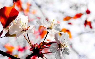 Красивая широкоформатная фон весны природы с цветами шафрана Стоковое Фото  - изображение насчитывающей крокус, вырастите: 180807708