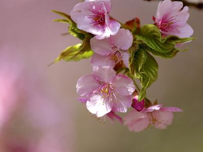 Обои на рабочий стол весна цветы широкоформатные » Картинки и фотогра |  ЦВЕТЫ | Постила