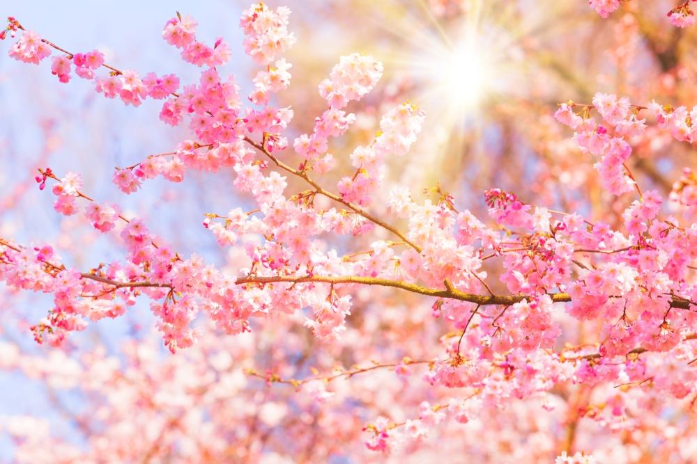 Картинки весна цветущие деревья фотографии