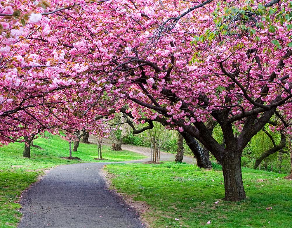 Весенние цветущие деревья (73 фото) - 73 фото