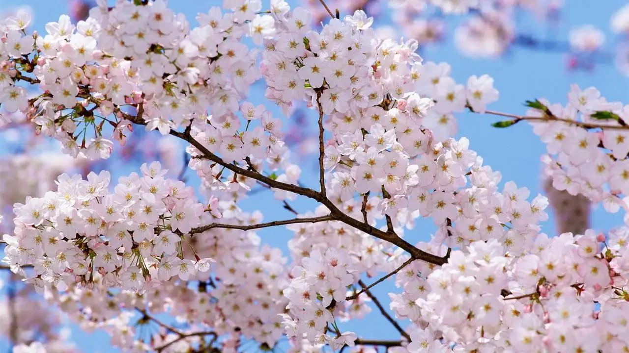 Фото Сакура розовая весенние Цветы на ветке Цветущие деревья
