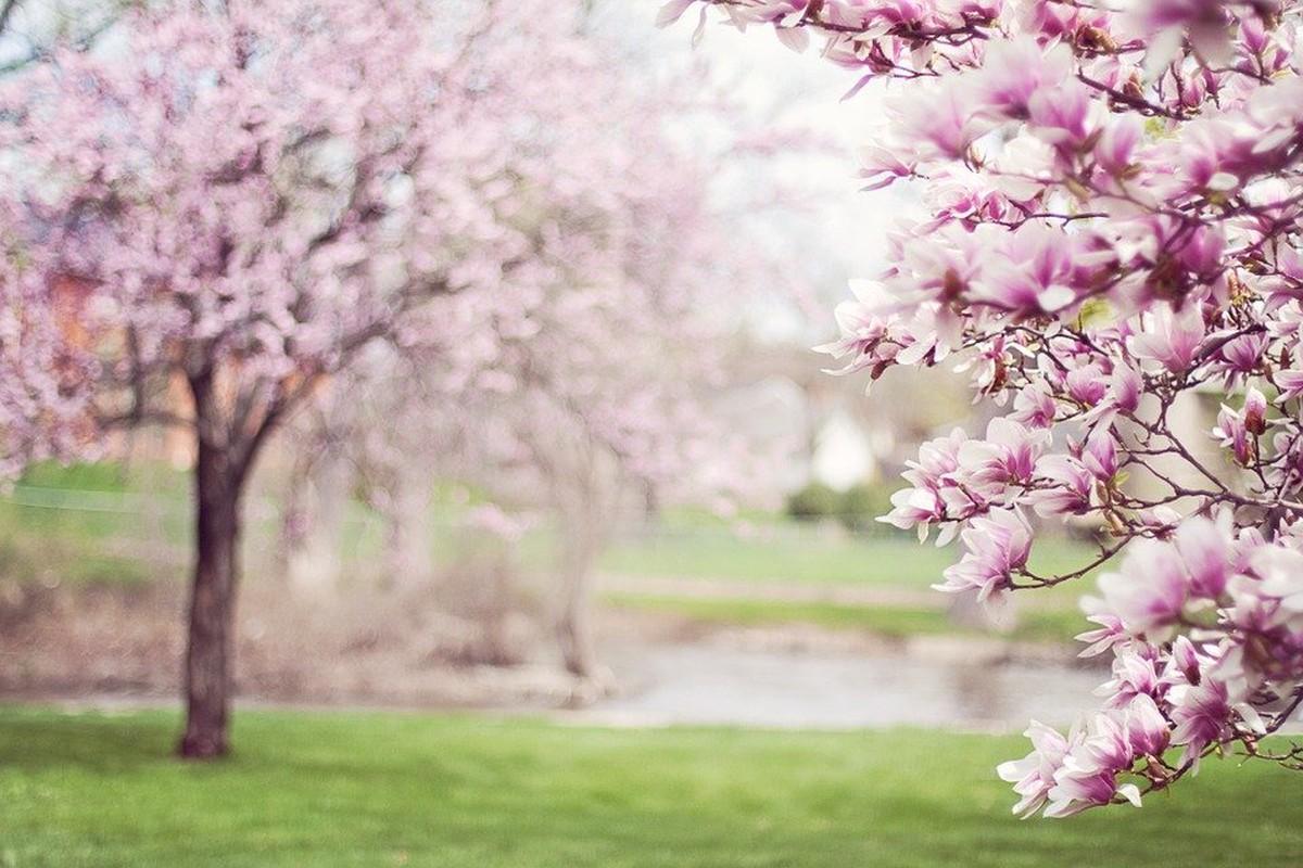 Весна цветение деревьев (88 фото) - 88 фото