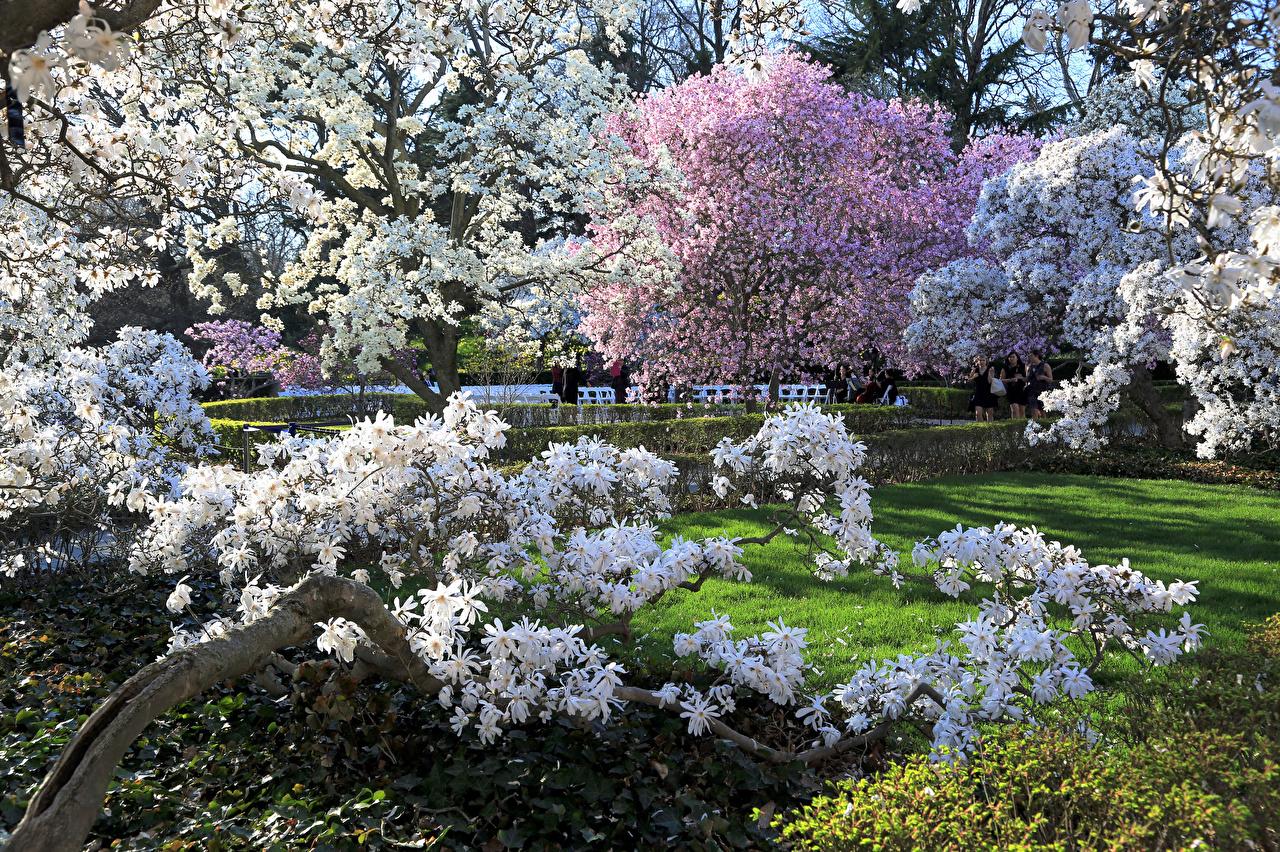 Деревья цветущие весной - фото и картинки: 53 штук