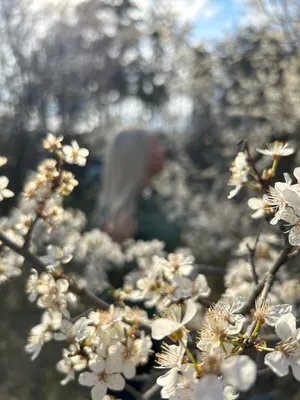 Крым. Весна. цветущие деревья, …» — создано в Шедевруме