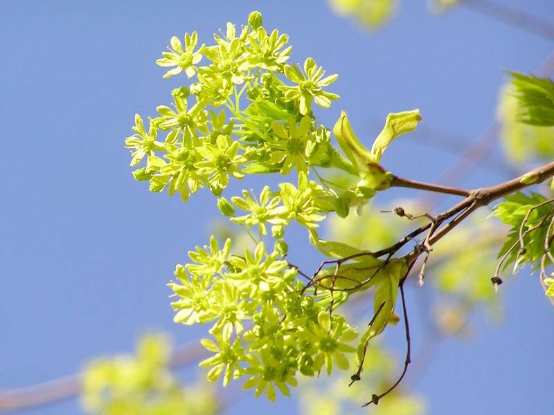 Весна. Цветущие деревья | Крым в объективе | Дзен