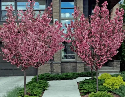 ветвь дерева. цветок на дереве весной. цветущие деревья. на фоне неба лучи  солнца. яблоко Стоковое Фото - изображение насчитывающей рост, валы:  278957266