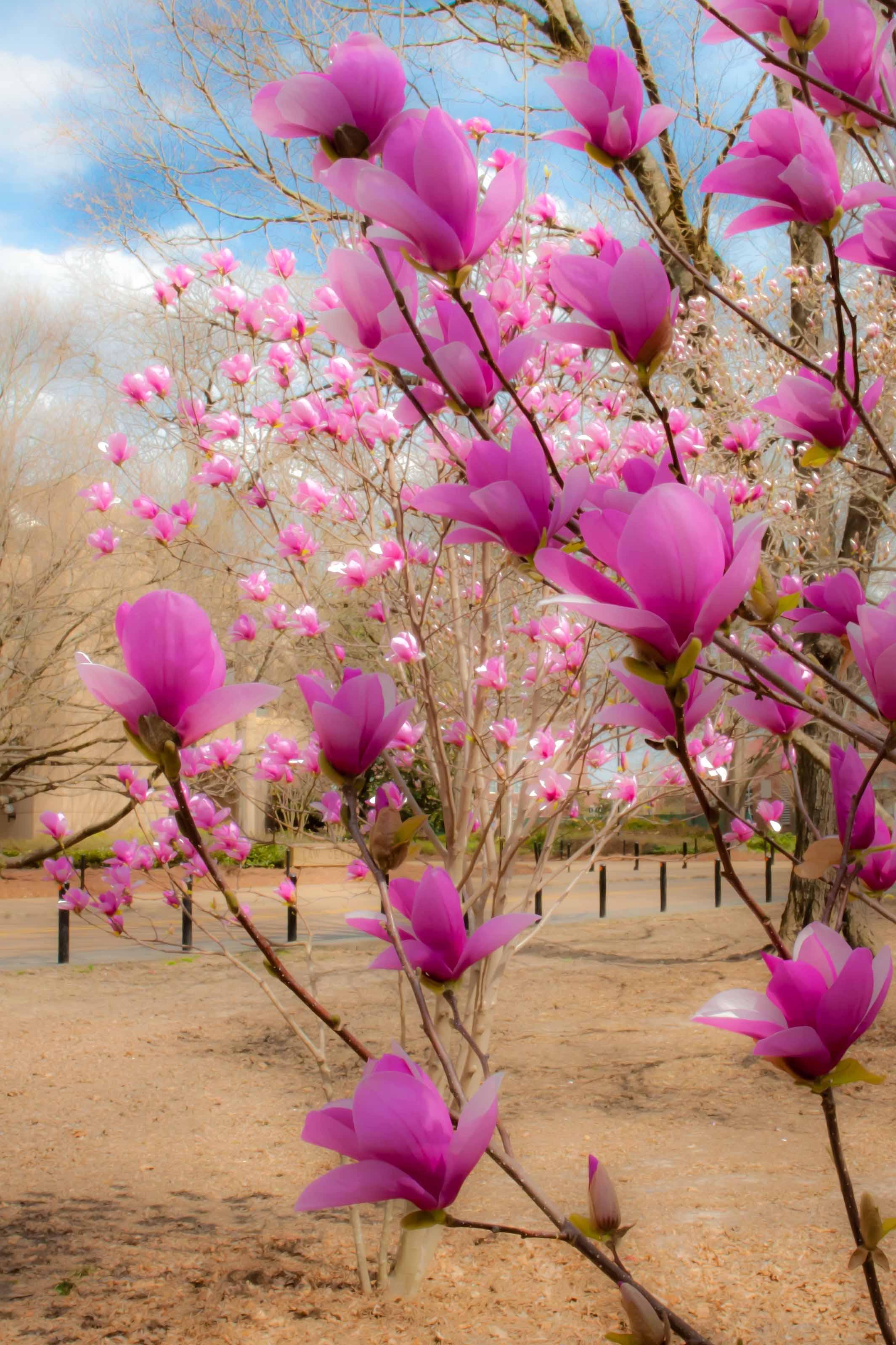 Вишня Дерево Весна Цветущие - Бесплатное фото на Pixabay - Pixabay