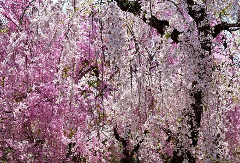 Цветущие деревья весной Stock Photo | Adobe Stock