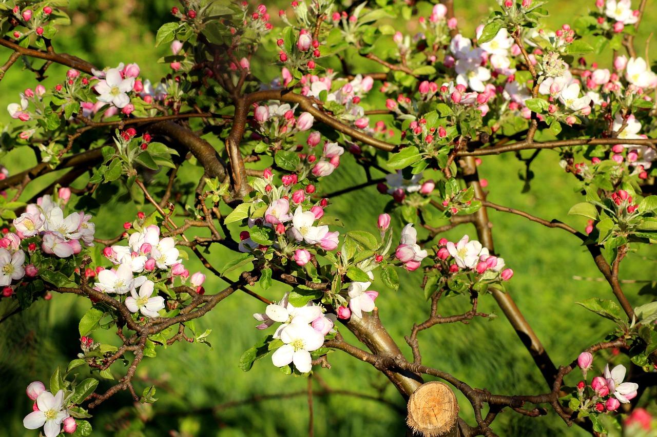 Весна, цветут деревья - Весна - Природа - Картинки на рабочий стол