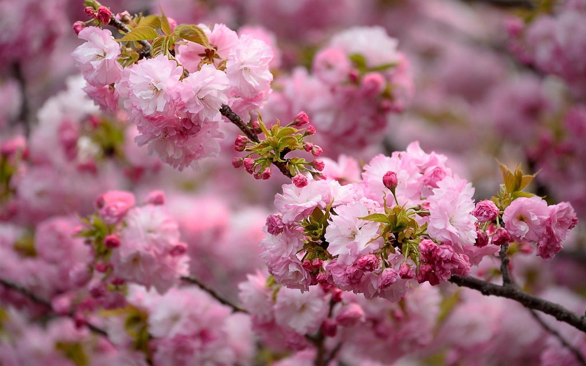 Весна деревья (38 фото) - 38 фото