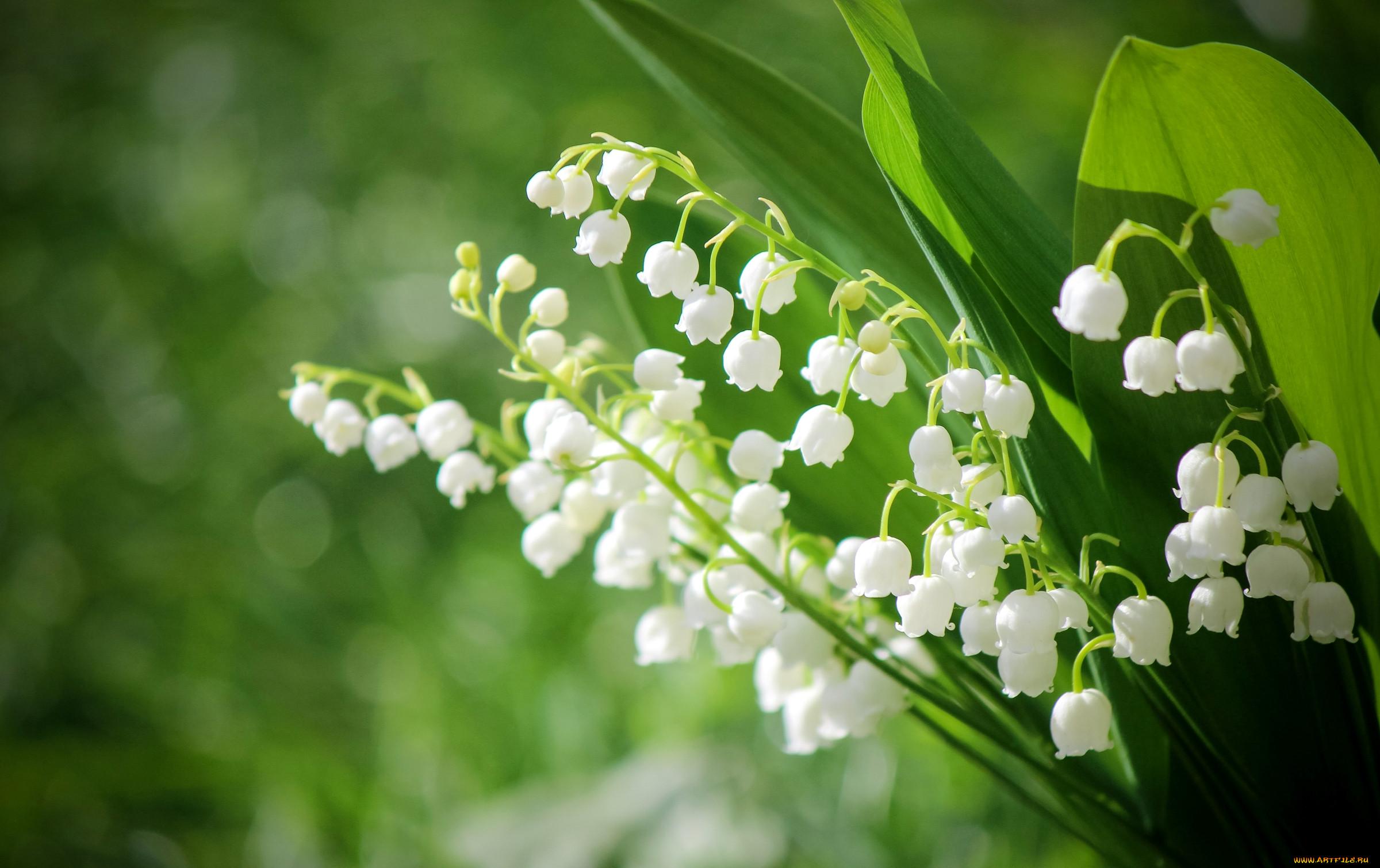 Обои тюльпаны, цветы, белые, весна, красота, зелень картинки на рабочий стол,  фото скачать бесплатно