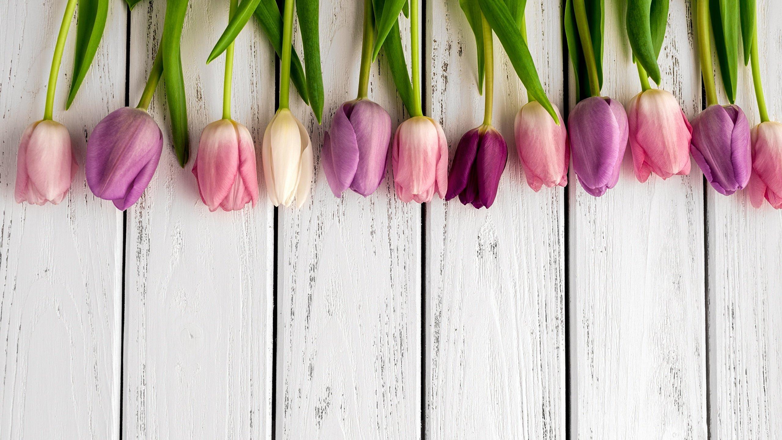 Фон рабочего стола где видно весенние обои, цветы, тюльпаны, мыльные  пузыри, весна, природа, spring wallpaper, flowers, tulips, bubbles, spring,  nature