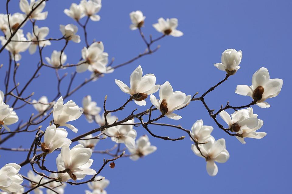 Цветок Весна Весенние Цветы - Бесплатное фото на Pixabay - Pixabay