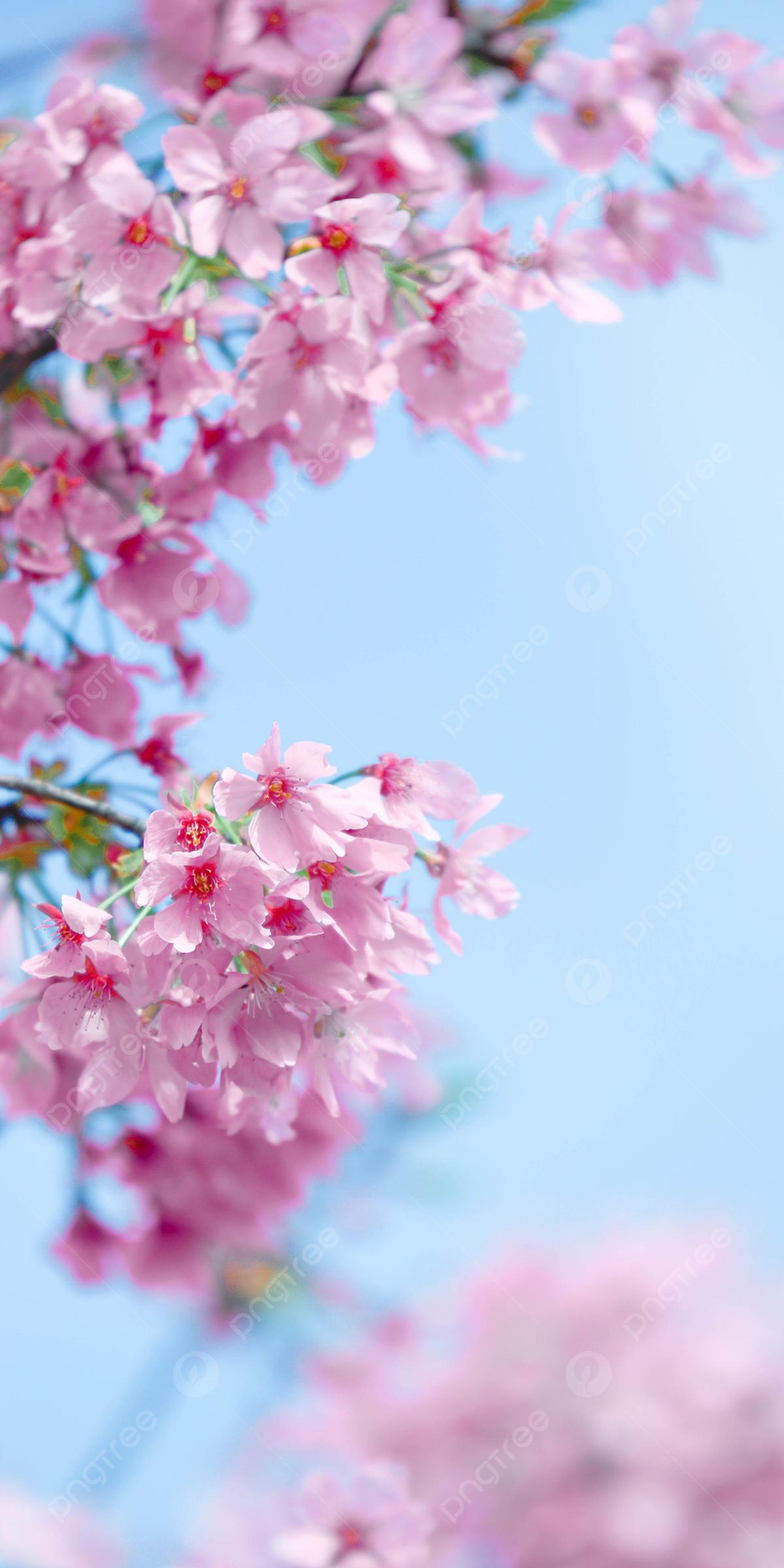Картинки весна вертикальные фотографии