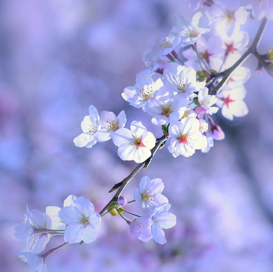 Вертикальная версия цветущей вишни фотография картинка весна романтика  телефон обои Фон И картинка для бесплатной загрузки - Pngtree
