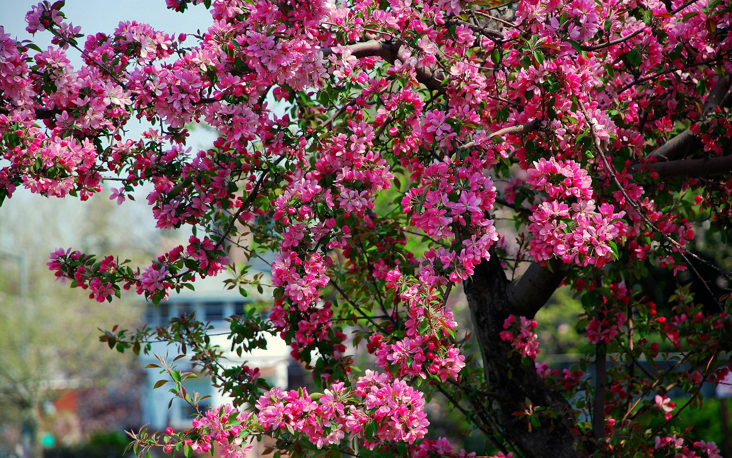 Фон рабочего стола где видно розовый цветущий куст, весна, яркие красивые  обои хорошего качества, Pink flowering bush, spring, bright beautiful  wallpaper of good quality