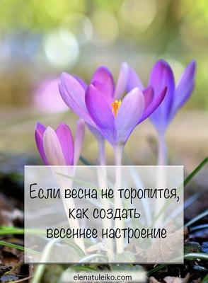 Весны не будет? В День сурка в США умер сурок, который обычно предсказывал  весну - новости Хибины.ru