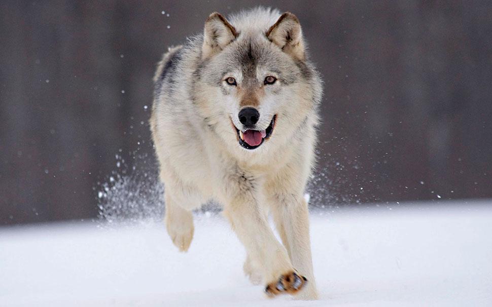 Охота на волка зимой в Тверской области