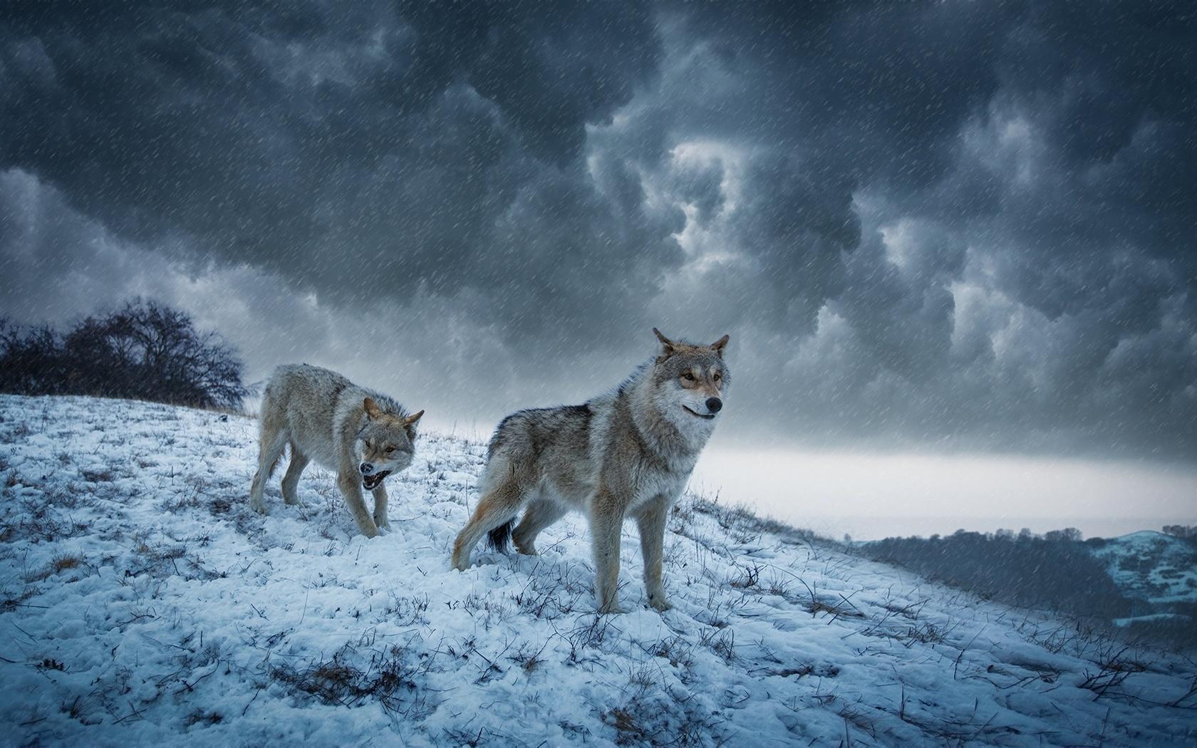Волчица Воет Волк Зимой Снегу Изолированы Белом Фоне стоковое фото ©bazil  647906276