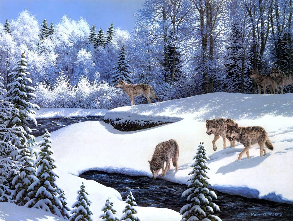 Волк зимой - красивые фото