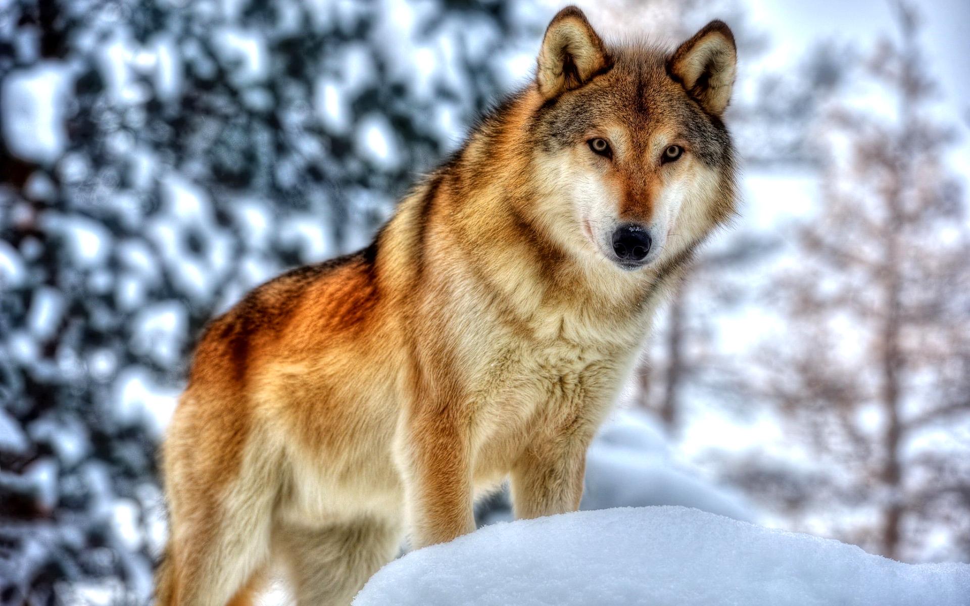 Пазл «Волки зимой» из 660 элементов | Собрать онлайн пазл №160654