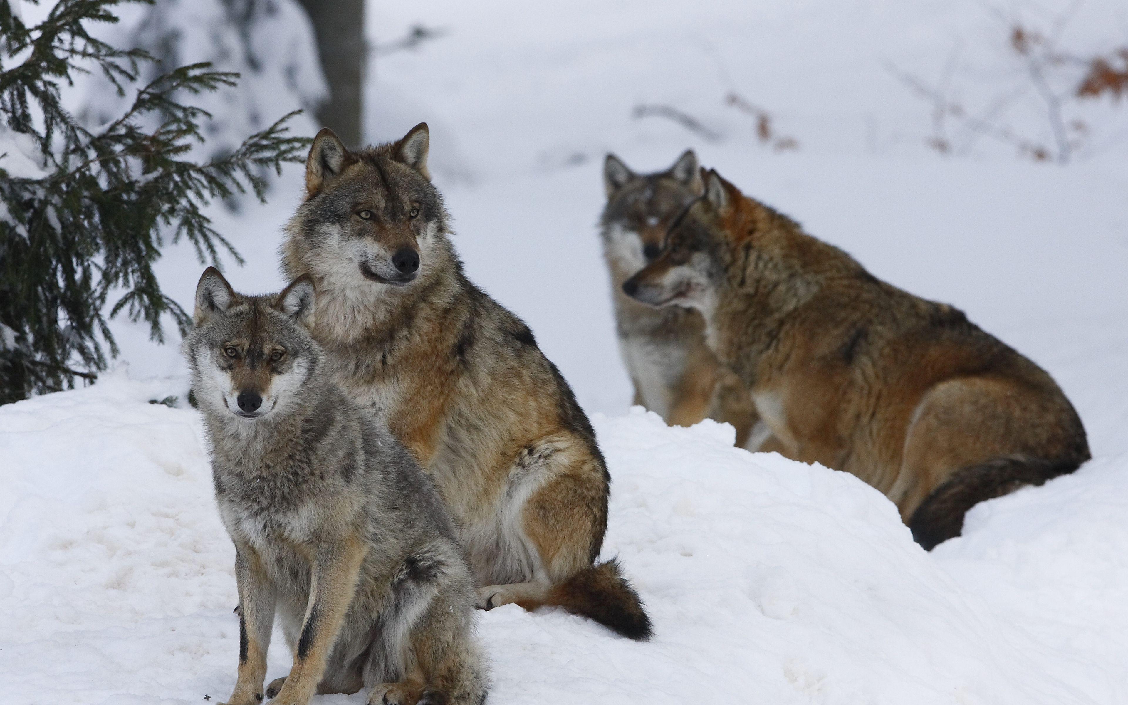 Волки Зимой Лесу стоковое фото ©johan10 237799352