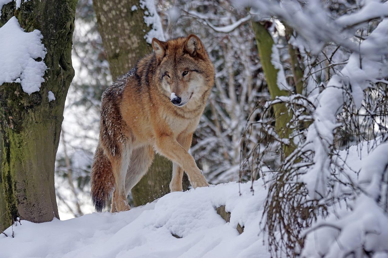 Два Волки Зимой — стоковые фотографии и другие картинки Спаривание животных  - Спаривание животных, Волк, Собака - iStock