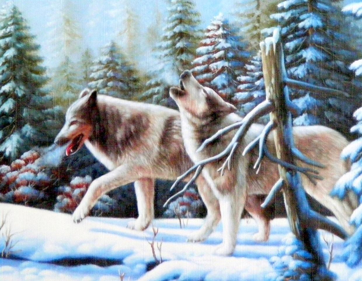 Обои Животные Волки, койоты, шакалы, обои для рабочего стола, фотографии  животные, волки, койоты, шакалы, волк, зима, снег, опасен, взгляд Обои для  рабочего стола, скачать обои картинки заставки на рабочий стол.