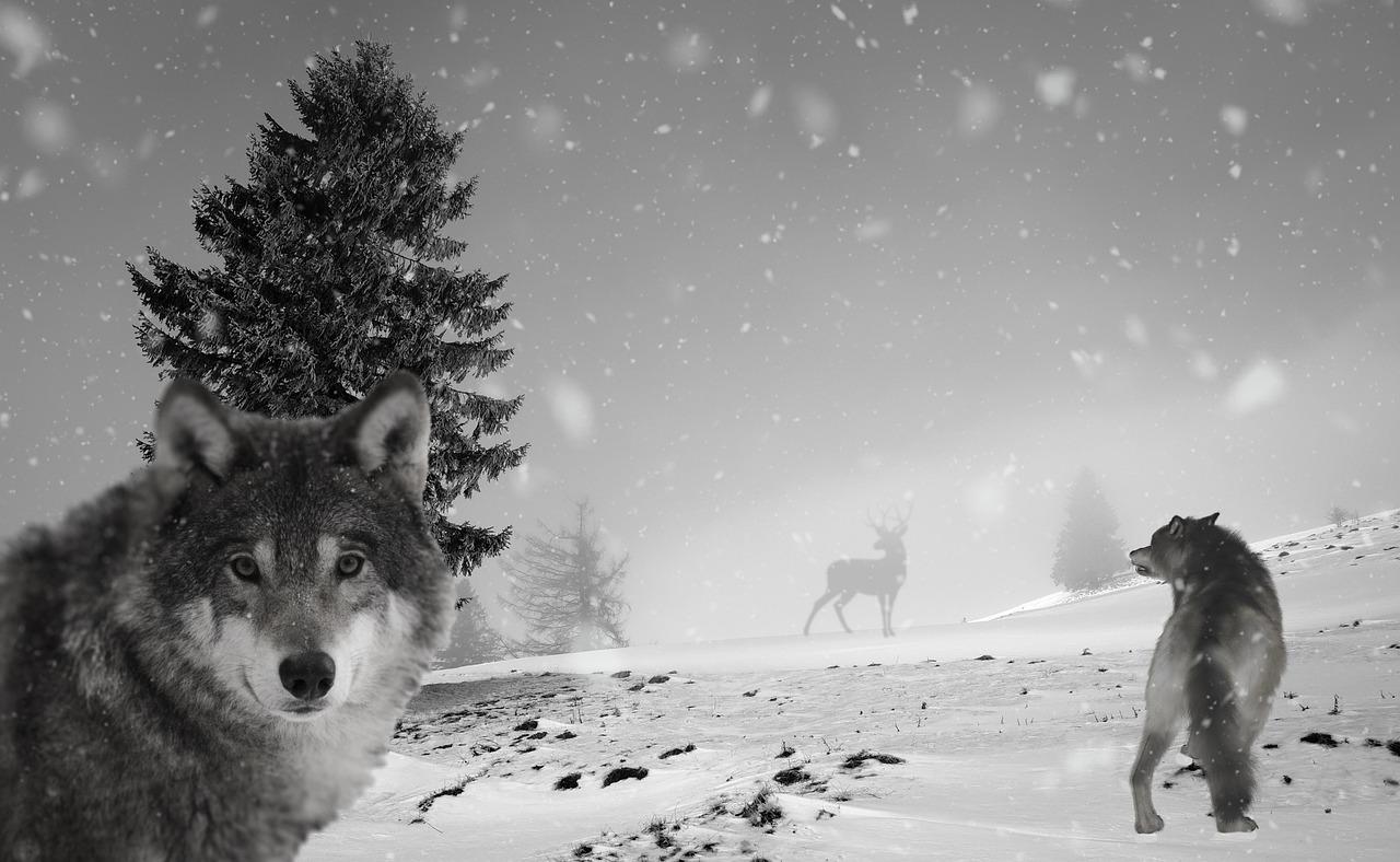Волк в лесу зимой - 67 фото