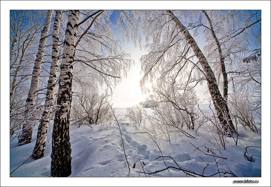 Зимнее утро: Фотография высокого разрешения Зима рассвет | Зима рассвет  Фото №788264 скачать