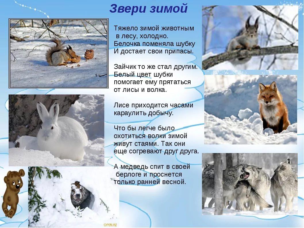 Животные зимой - фото и картинки: 62 штук