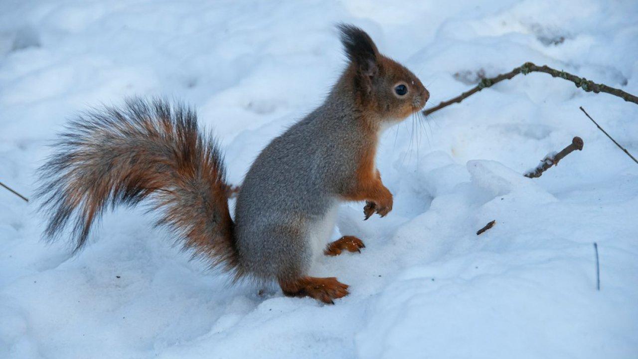 Животные зимой » uCrazy.ru - Источник Хорошего Настроения