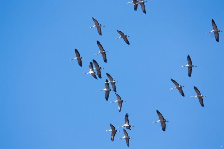 Некоторые журавли летают высоко в небе Стоковое Фото - изображение  насчитывающей красивейшее, япония: 196139208