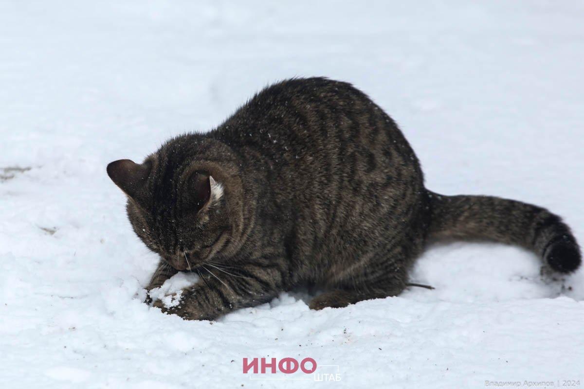 Котики и снег - вот то, что мы любим зимой! | Котизм | Фотострана | Пост  №435895544
