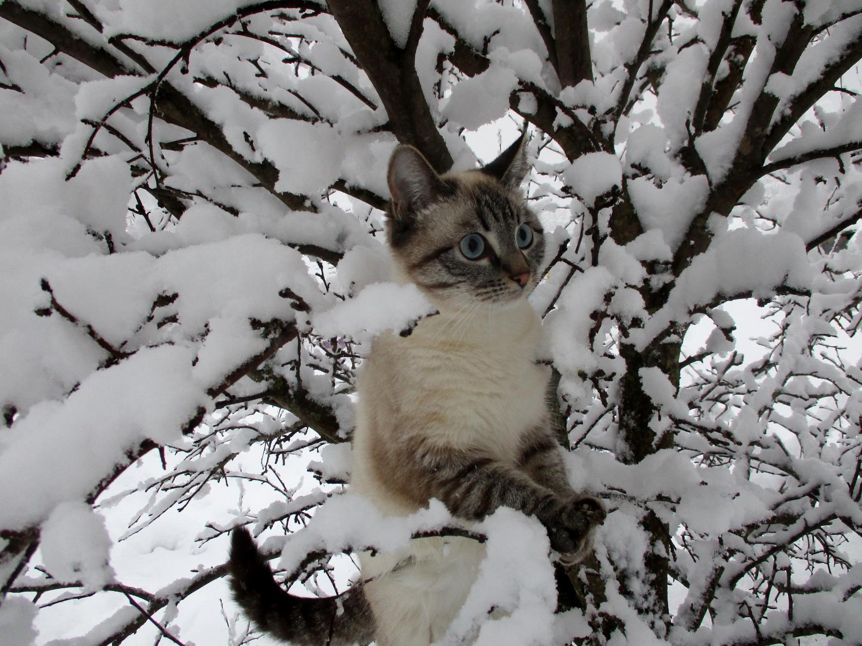 Cats Best - Друзья, зима продолжается... а что котики? ⠀... | Facebook