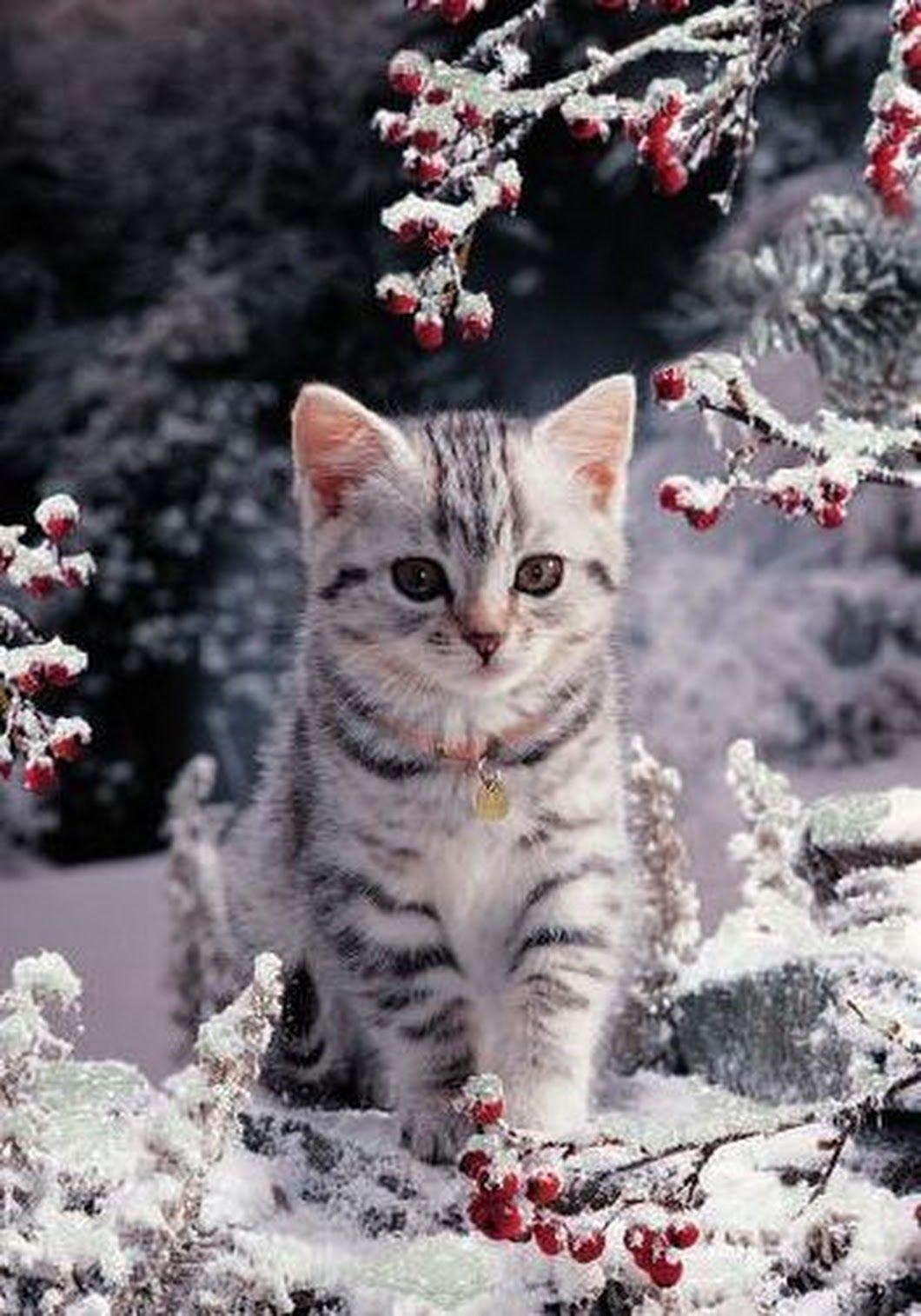 Коты зимой - 62 фото