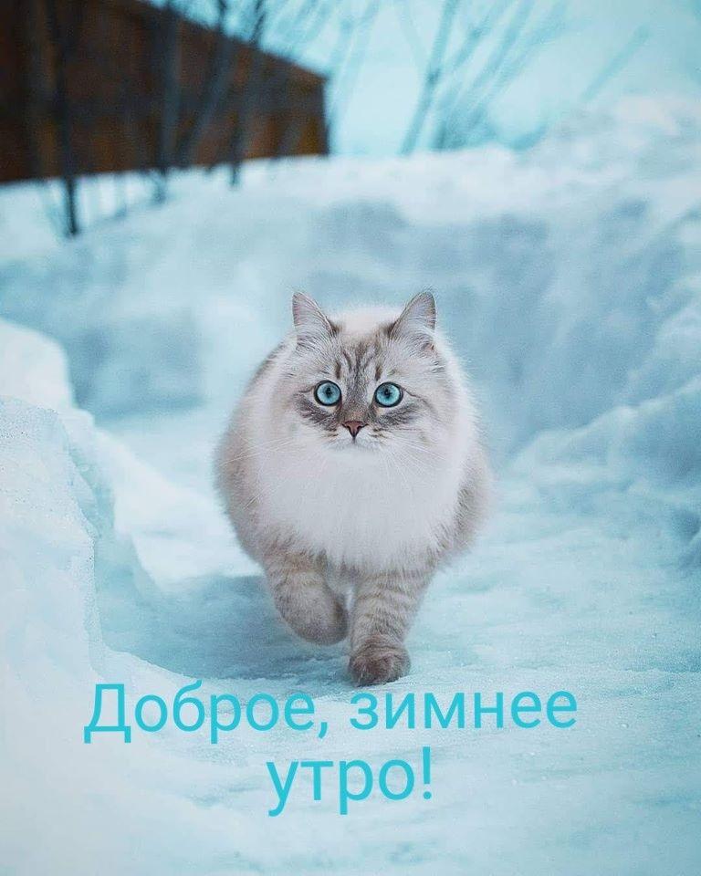 красная кошка зимой. котёнок сидит на снегу. кот замёрз Стоковое  Изображение - изображение насчитывающей природа, млекопитающее: 240303083
