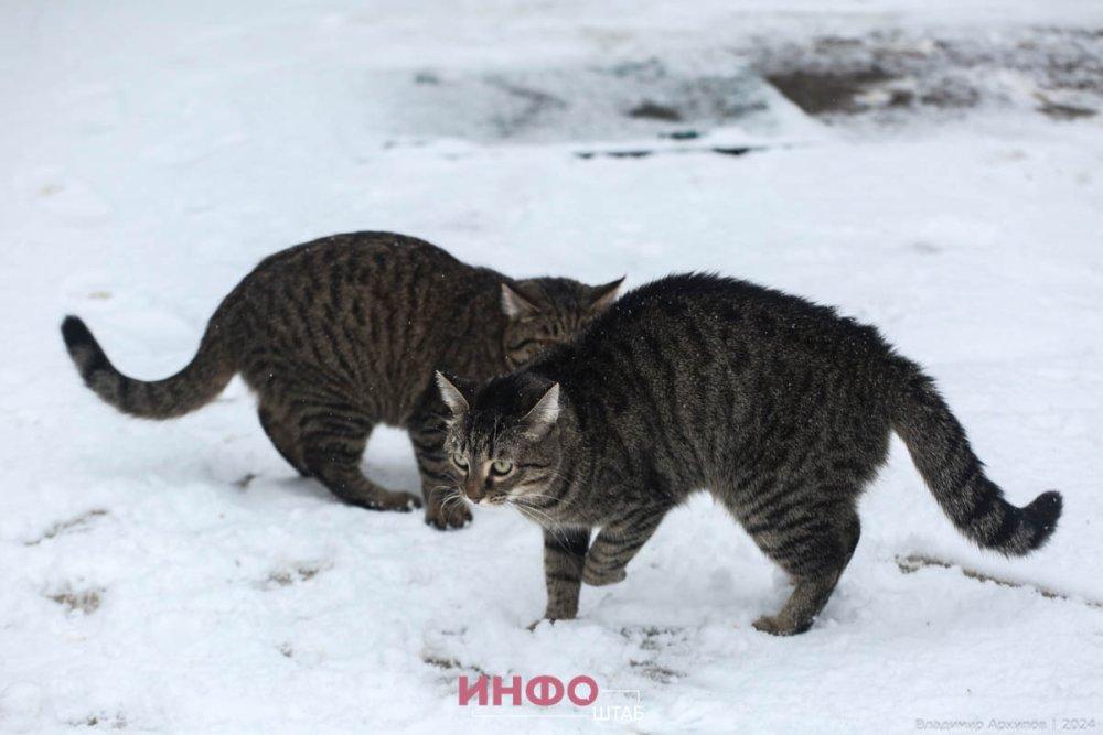 Скачать обои: Рыжий котенок в шарфе зимой – (4000x2750)