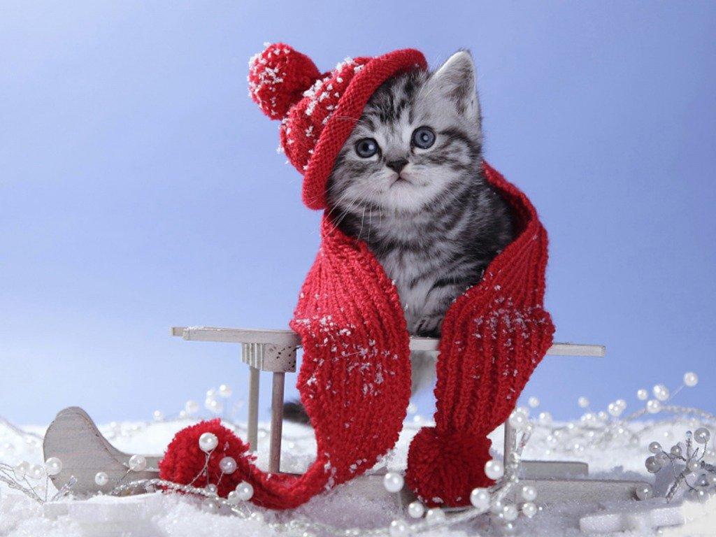 Кот Снег Зима - Бесплатное фото на Pixabay - Pixabay