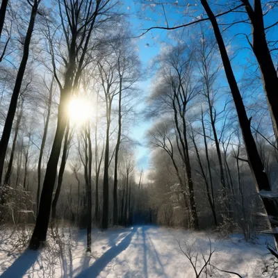 Зимний Снежный Пейзаж Дневная Ветвь Белый Снег Открытый Падает Снег  Фотография Фон И картинка для бесплатной загрузки - Pngtree