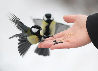 фото зима птицы