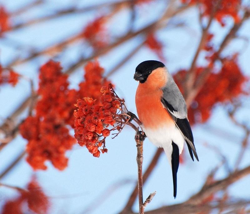 Зимой птицы деревья зимой материал PNG , творческая зима, Png зимой, вектор  зима PNG картинки и пнг PSD рисунок для бесплатной загрузки