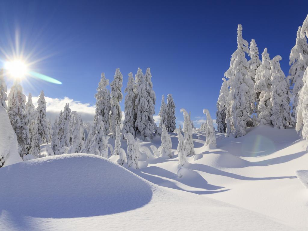Картинка на рабочий стол зима, снег, ёлки в снегу 1024 x 768