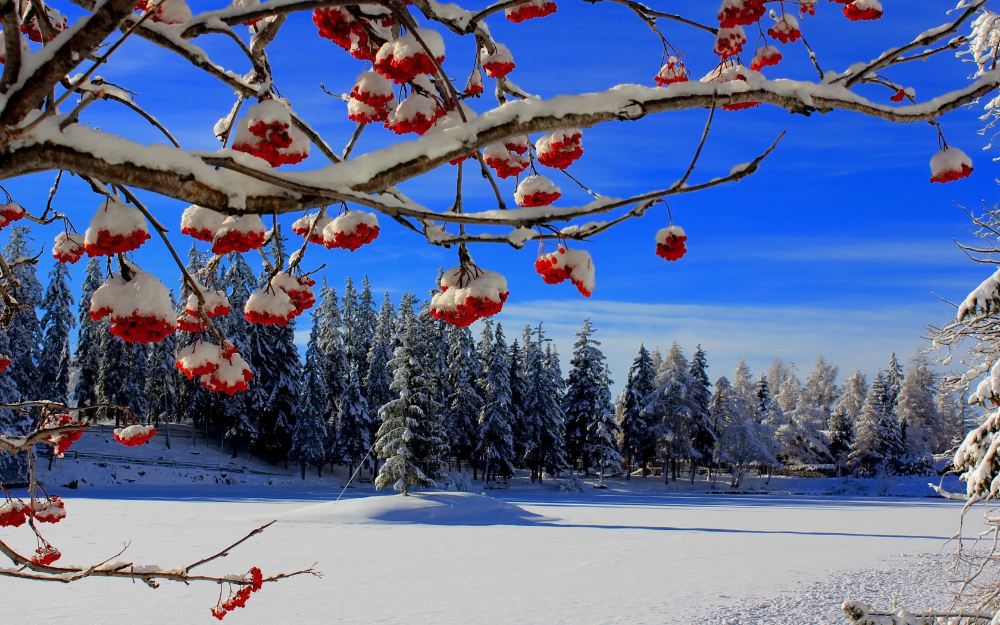 снегирь ветка рябина снежинки бесшовные, замороженный, дизайн, зима фон  картинки и Фото для бесплатной загрузки