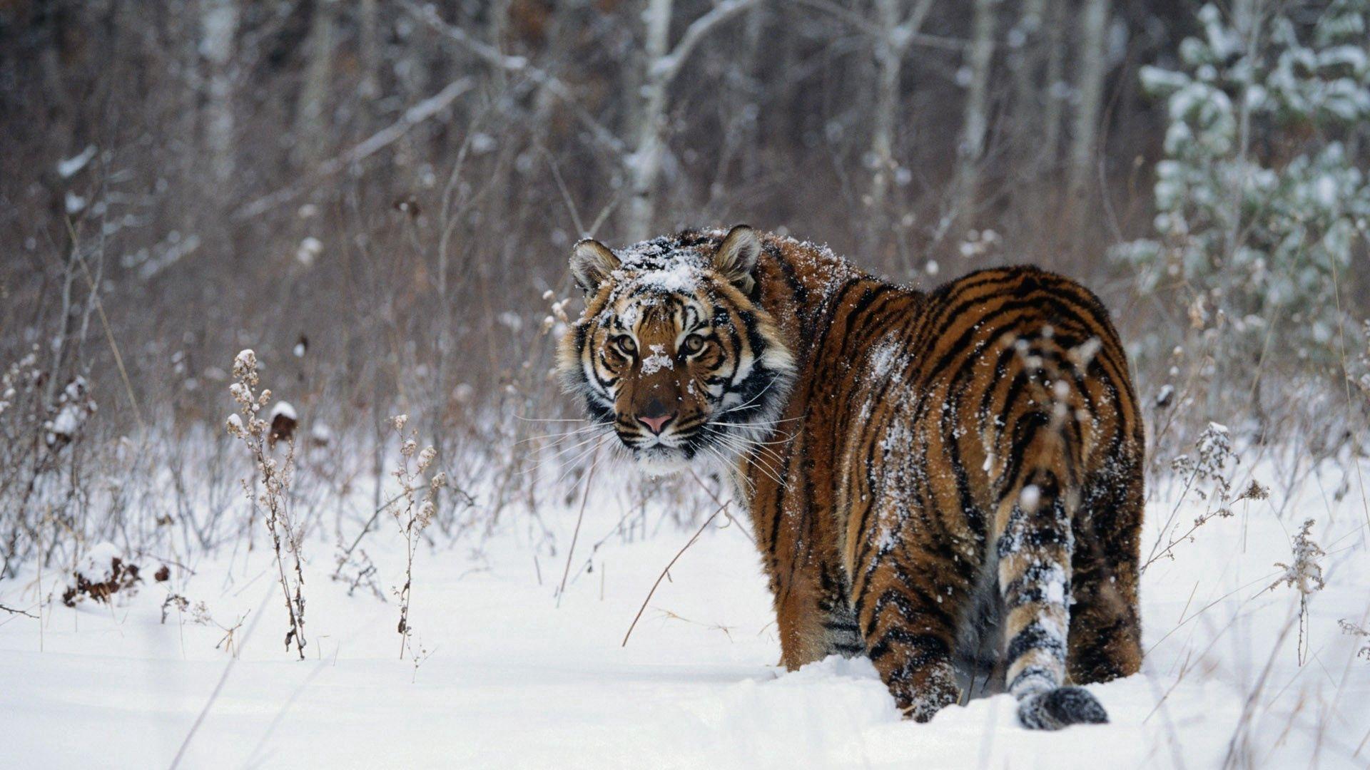 Картинки тигр, зима, снег - обои 1920x1080, картинка №395250