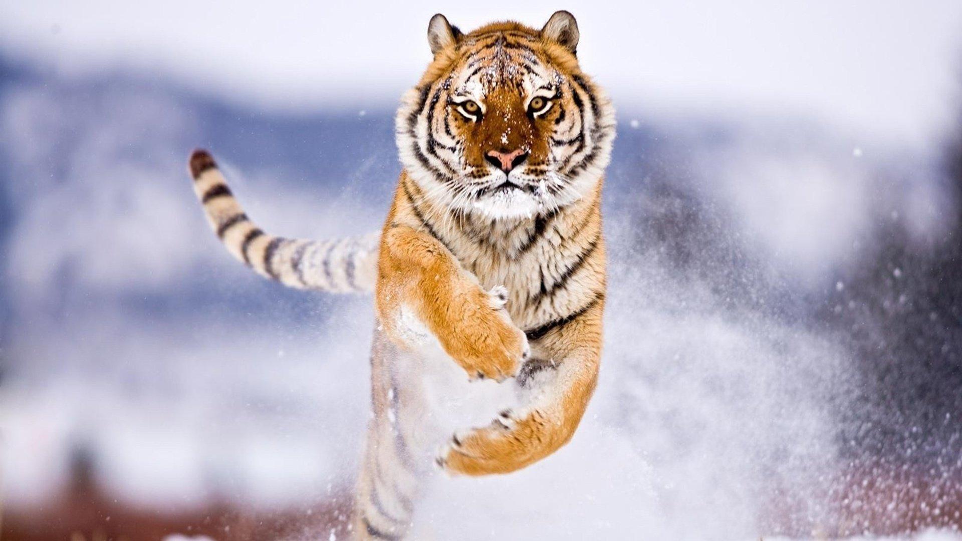 Картинки тигр, зима, кошка, хищник, снег, красиво, макро фото - обои  1680x1050, картинка №156405