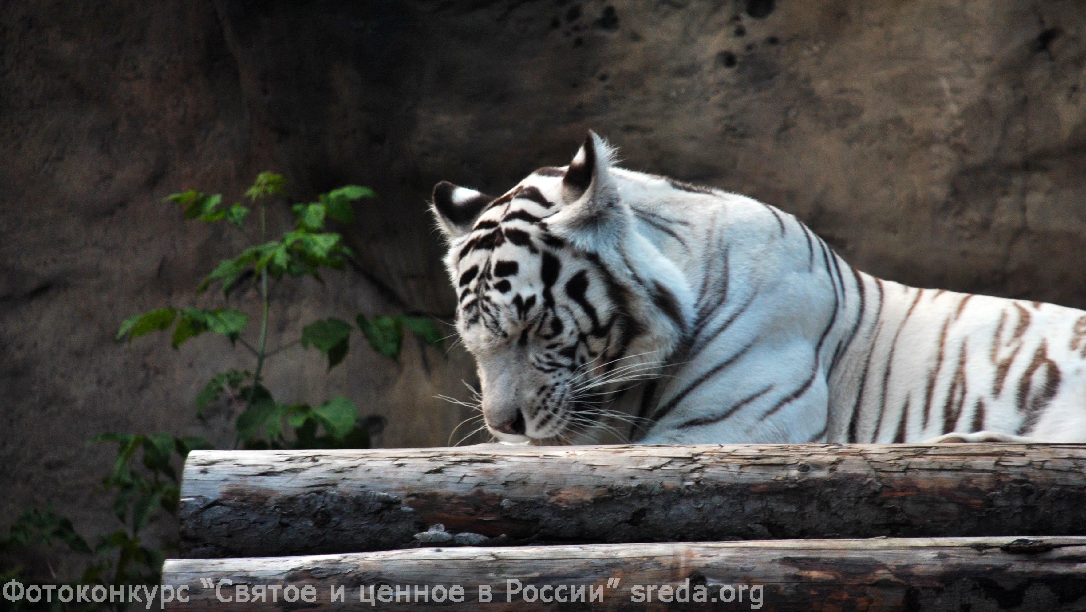 Зимний тигр» — создано в Шедевруме